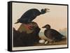 Black or Surf Duck, 1836-John James Audubon-Framed Stretched Canvas