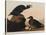 Black or Surf Duck, 1836-John James Audubon-Stretched Canvas
