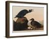 Black or Surf Duck, 1836-John James Audubon-Framed Giclee Print