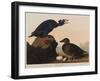Black or Surf Duck, 1836-John James Audubon-Framed Giclee Print