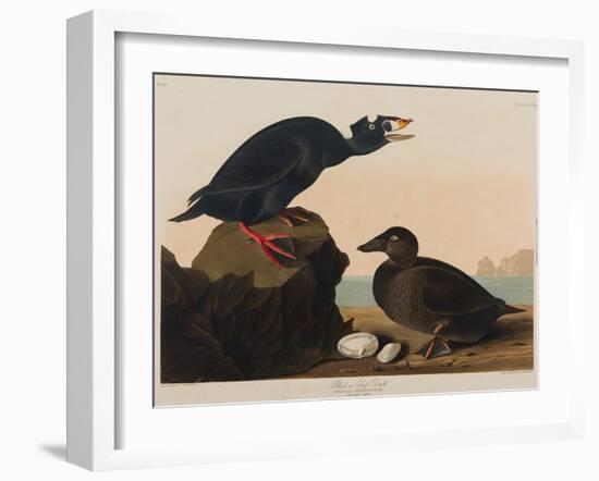 Black or Surf Duck, 1836-John James Audubon-Framed Giclee Print