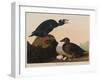 Black or Surf Duck, 1836-John James Audubon-Framed Giclee Print