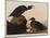 Black or Surf Duck, 1836-John James Audubon-Mounted Giclee Print