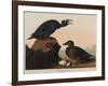 Black or Surf Duck, 1836-John James Audubon-Framed Giclee Print