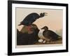 Black or Surf Duck, 1836-John James Audubon-Framed Giclee Print