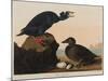 Black or Surf Duck, 1836-John James Audubon-Mounted Giclee Print