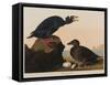 Black or Surf Duck, 1836-John James Audubon-Framed Stretched Canvas