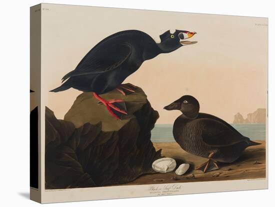 Black or Surf Duck, 1836-John James Audubon-Stretched Canvas