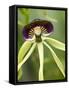 Black Orchid, Belize-William Sutton-Framed Stretched Canvas