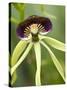 Black Orchid, Belize-William Sutton-Stretched Canvas