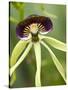 Black Orchid, Belize-William Sutton-Stretched Canvas