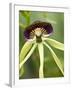 Black Orchid, Belize-William Sutton-Framed Premium Photographic Print