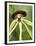 Black Orchid, Belize-William Sutton-Framed Premium Photographic Print