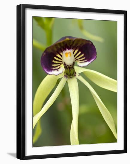 Black Orchid, Belize-William Sutton-Framed Premium Photographic Print