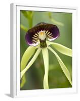 Black Orchid, Belize-William Sutton-Framed Premium Photographic Print