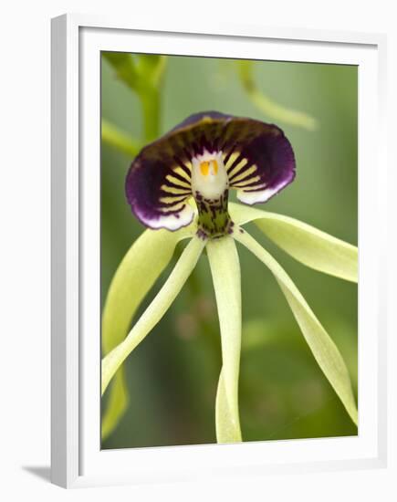 Black Orchid, Belize-William Sutton-Framed Premium Photographic Print