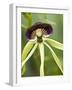 Black Orchid, Belize-William Sutton-Framed Photographic Print