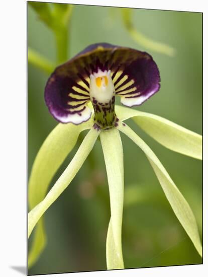 Black Orchid, Belize-William Sutton-Mounted Photographic Print