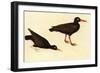 Black Oystercatcher-John James Audubon-Framed Art Print