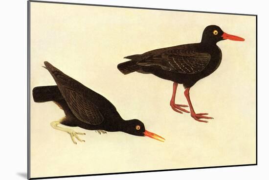 Black Oystercatcher-John James Audubon-Mounted Art Print