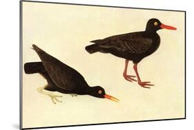 Black Oystercatcher-John James Audubon-Mounted Art Print