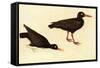 Black Oystercatcher-John James Audubon-Framed Stretched Canvas