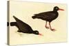 Black Oystercatcher-John James Audubon-Stretched Canvas