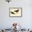 Black Oystercatcher-John James Audubon-Framed Art Print displayed on a wall