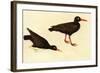 Black Oystercatcher-John James Audubon-Framed Art Print