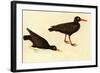 Black Oystercatcher-John James Audubon-Framed Art Print