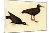 Black Oystercatcher-John James Audubon-Mounted Art Print