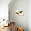 Black Oystercatcher-John James Audubon-Stretched Canvas displayed on a wall