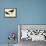 Black Oystercatcher-John James Audubon-Framed Stretched Canvas displayed on a wall