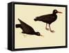 Black Oystercatcher-John James Audubon-Framed Stretched Canvas