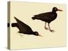 Black Oystercatcher-John James Audubon-Stretched Canvas