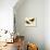 Black Oystercatcher-John James Audubon-Giclee Print displayed on a wall