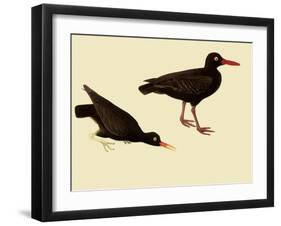 Black Oystercatcher-John James Audubon-Framed Giclee Print