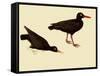 Black Oystercatcher-John James Audubon-Framed Stretched Canvas