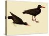 Black Oystercatcher-John James Audubon-Stretched Canvas