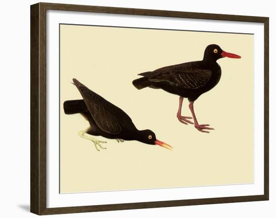 Black Oystercatcher-John James Audubon-Framed Giclee Print