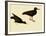 Black Oystercatcher-John James Audubon-Framed Giclee Print