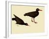 Black Oystercatcher-John James Audubon-Framed Giclee Print