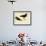 Black Oystercatcher-John James Audubon-Framed Giclee Print displayed on a wall