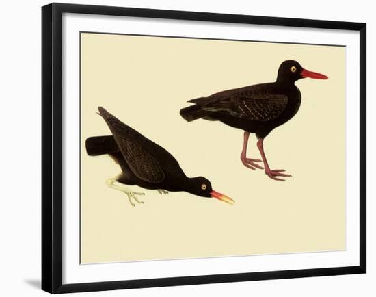 Black Oystercatcher-John James Audubon-Framed Giclee Print