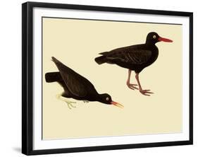 Black Oystercatcher-John James Audubon-Framed Giclee Print