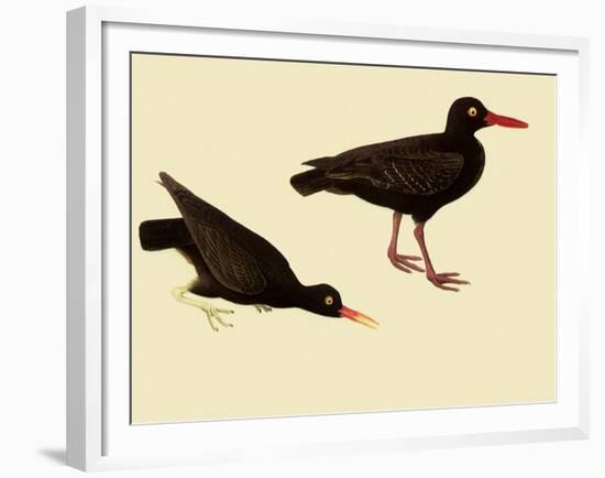 Black Oystercatcher-John James Audubon-Framed Giclee Print