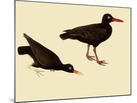 Black Oystercatcher-John James Audubon-Mounted Giclee Print