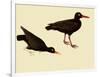 Black Oystercatcher-John James Audubon-Framed Giclee Print