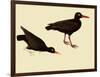 Black Oystercatcher-John James Audubon-Framed Giclee Print