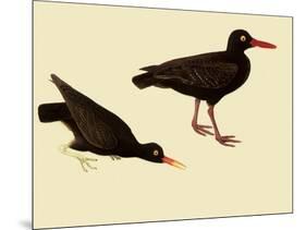 Black Oystercatcher-John James Audubon-Mounted Giclee Print